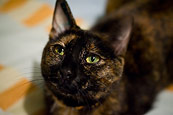 Spayed Mixi